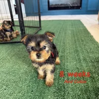 Red Collar, a female Yorkshire Terrier for sale in Stockton, CA – 4 of 8