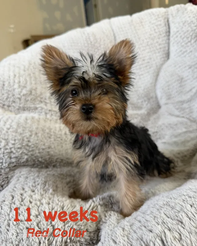 Red Collar – Yorkshire Terrier puppy for sale in Stockton, CA