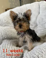 Red Collar, a female Yorkshire Terrier for sale in Stockton, CA – 1 of 8
