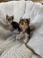 Yellow Collar, a female Yorkshire Terrier for sale in Stockton, CA – 5 of 7