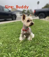 Yellow Collar, a female Yorkshire Terrier for sale in Stockton, CA – 7 of 7