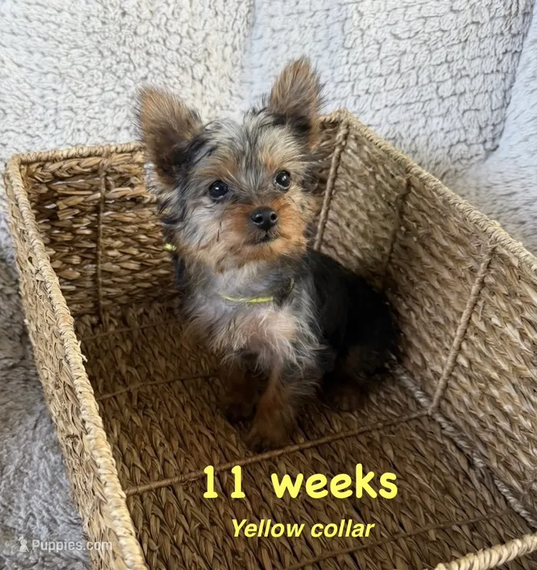 Yellow Collar – Yorkshire Terrier puppy for sale in Stockton, CA