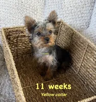 Yellow Collar, a female Yorkshire Terrier for sale in Stockton, CA – 1 of 7