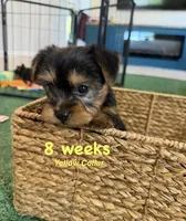 Yellow Collar, a female Yorkshire Terrier for sale in Stockton, CA – 3 of 7