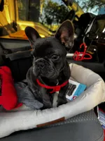Kiara, a female French Bulldog for sale in Sarasota, FL – Photo 2 of 3
