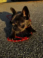 Kiara, a female French Bulldog for sale in Sarasota, FL – Photo 3 of 3