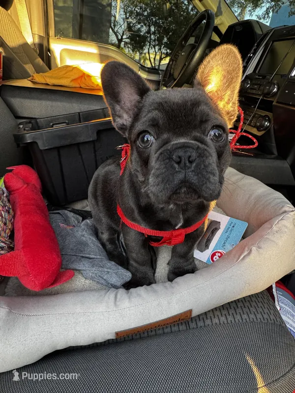Kiara – French Bulldog puppy for sale in Sarasota, FL