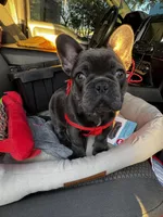 Kiara, a female French Bulldog for sale in Sarasota, FL – Photo 1 of 3