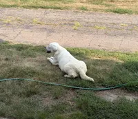 Alaska, a female Labrador Retriever for sale in Tomahawk, WI – 2 of 2
