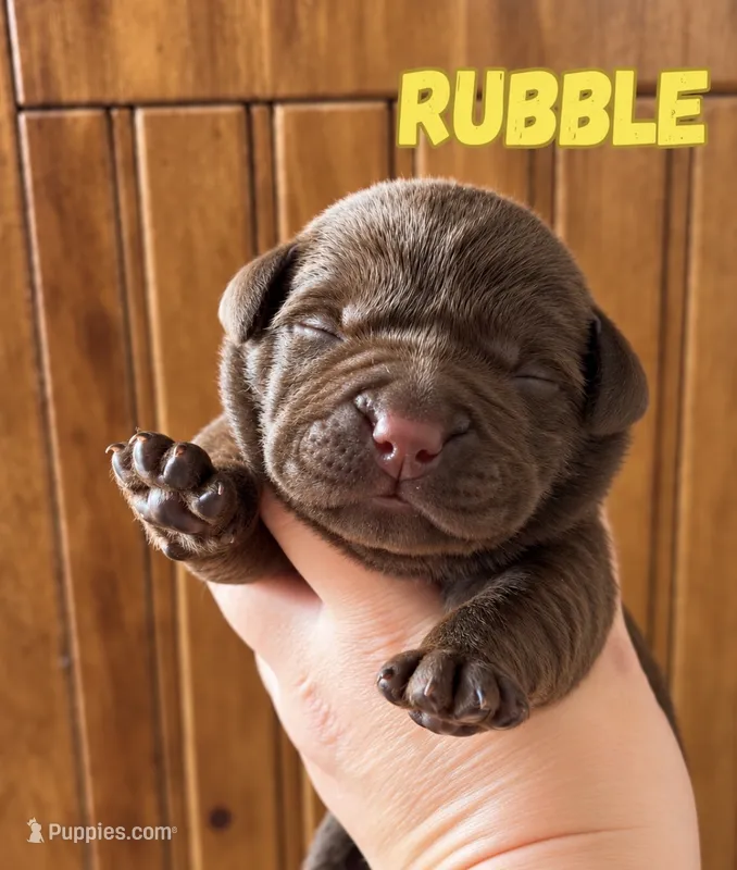 AKC Chocolate from CH parent – Labrador Retriever puppy for sale in Tomahawk, WI