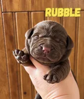 AKC Chocolate from CH parent, a male Labrador Retriever for sale in Tomahawk, WI – 1 of 1