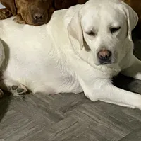 AKC White , a female Labrador Retriever for sale in Tomahawk, WI – 1 of 1