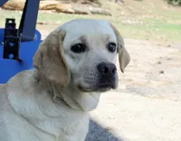 AKC Adult Female, a female Labrador Retriever for sale in Tomahawk, WI – 1 of 2
