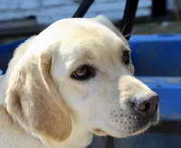 AKC Adult Female, a female Labrador Retriever for sale in Tomahawk, WI – 2 of 2