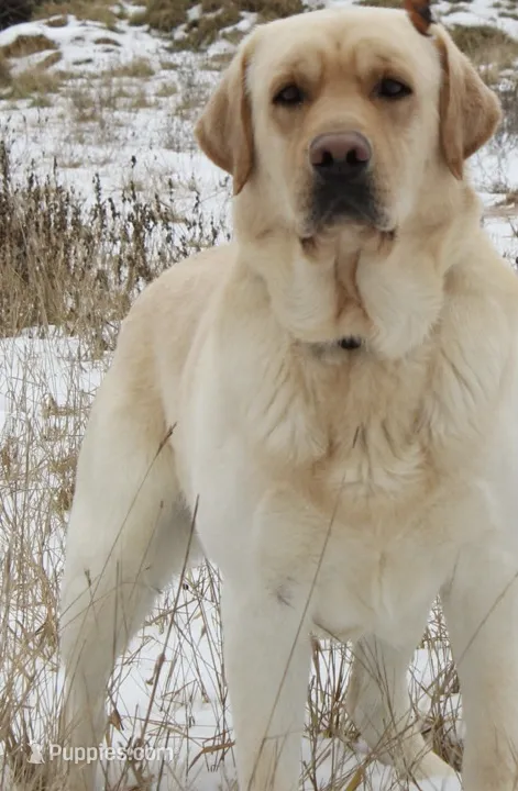 AKC CHIC  – Labrador Retriever puppy for sale in Tomahawk, WI