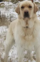 AKC CHIC , a male Labrador Retriever for sale in Tomahawk, WI – 1 of 1