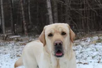 AKC CHIC , a male Labrador Retriever for sale in Tomahawk, WI – 2 of 2