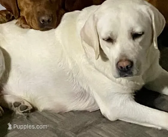 Alaska – Labrador Retriever puppy for sale in Tomahawk, WI