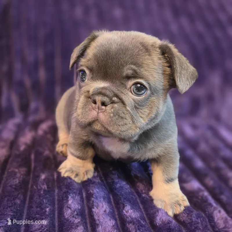 Scarlo ( Long hair fluffy carrier) – French Bulldog puppy for sale in Columbus, OH