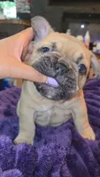 Nova  ( Long hair fluffy carrier), a female French Bulldog for sale in Columbus, OH – 3 of 4