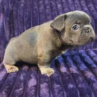 Scarlo ( Long hair fluffy carrier), a female French Bulldog for sale in Columbus, OH – 3 of 3