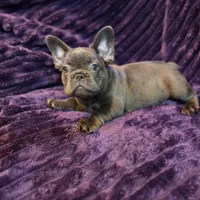 Queen  L/l, a female French Bulldog for sale in Beverly Hills, CA – 3 of 4