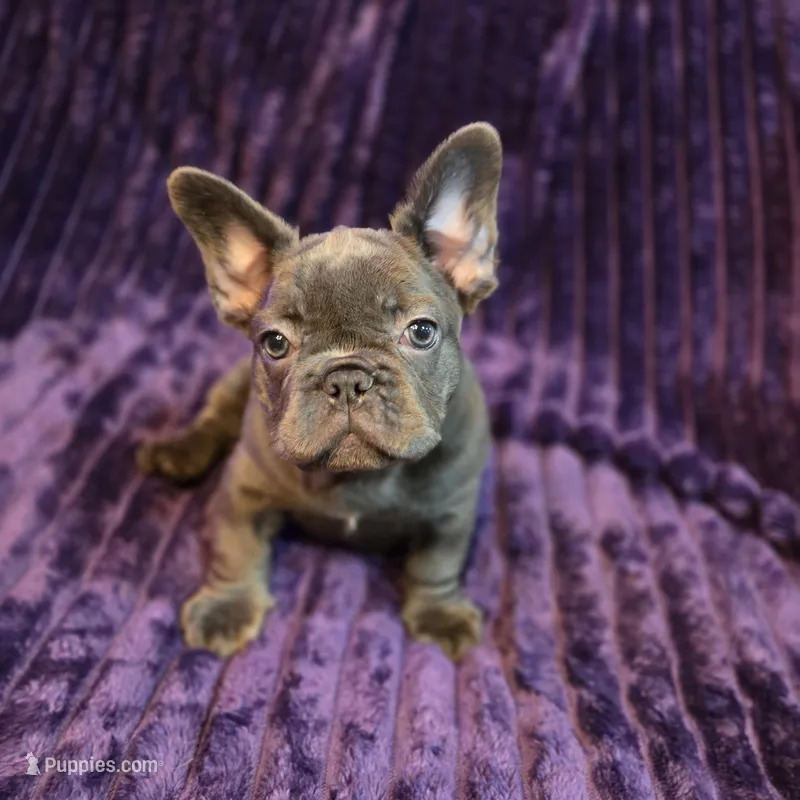 Queen  L/l – French Bulldog puppy for sale in Snellville, GA