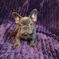 Queen  L/l, a female French Bulldog for sale in Beverly Hills, CA – 2 of 4