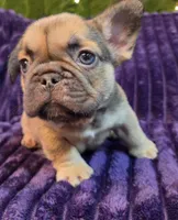 Sway  (Long hair fluffy carrier), a male French Bulldog for sale in Columbus, OH – 3 of 4