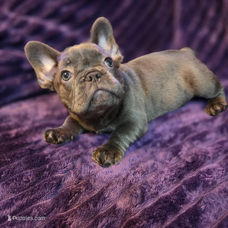 Queen  L/l – French Bulldog puppy for sale in Beverly Hills, CA