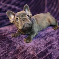 Queen  L/l, a female French Bulldog for sale in Beverly Hills, CA – 1 of 4