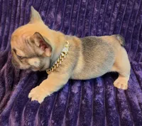 Sway , a male French Bulldog for sale in Beverly Hills, CA – 9 of 9