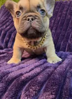 Sway , a male French Bulldog for sale in Beverly Hills, CA – 6 of 9