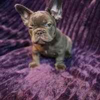 Queen  L/l, a female French Bulldog for sale in Beverly Hills, CA – 4 of 4