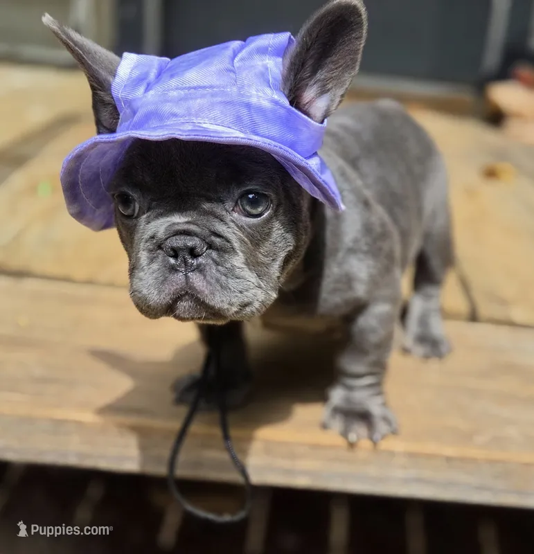 Queen  – French Bulldog puppy for sale in Atlanta, GA