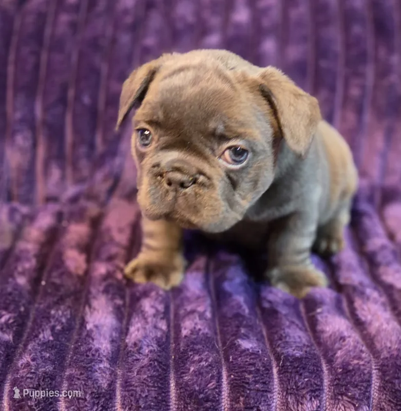 Queen  (Long hair fluffy carrier) – French Bulldog puppy for sale in Columbus, OH
