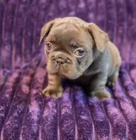 Queen  (Long hair fluffy carrier), a female French Bulldog for sale in Columbus, OH – 1 of 3
