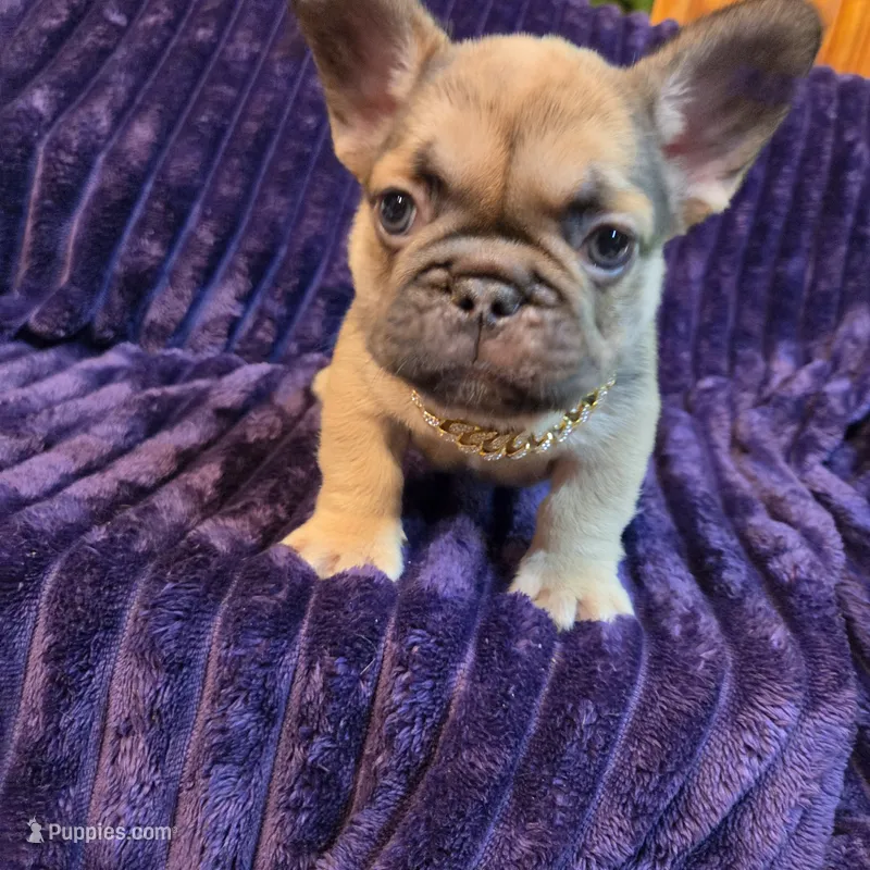 Sway  (Long hair fluffy carrier) – French Bulldog puppy for sale in Columbus, OH
