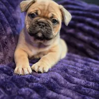 Nova  ( Long hair fluffy carrier), a female French Bulldog for sale in Columbus, OH – 4 of 4