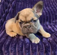 Sway  (Long hair fluffy carrier), a male French Bulldog for sale in Columbus, OH – 2 of 4