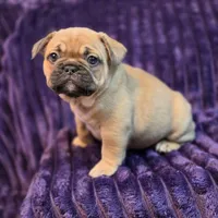 Nova  ( Long hair fluffy carrier), a female French Bulldog for sale in Columbus, OH – 2 of 4