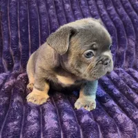 Scarlo ( Long hair fluffy carrier), a female French Bulldog for sale in Columbus, OH – 2 of 3