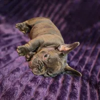 Queen , a female French Bulldog for sale in Atlanta, GA – 5 of 6