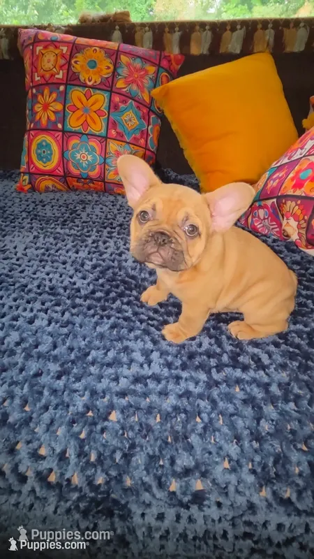 Nova  L/l – French Bulldog puppy for sale in Snellville, GA