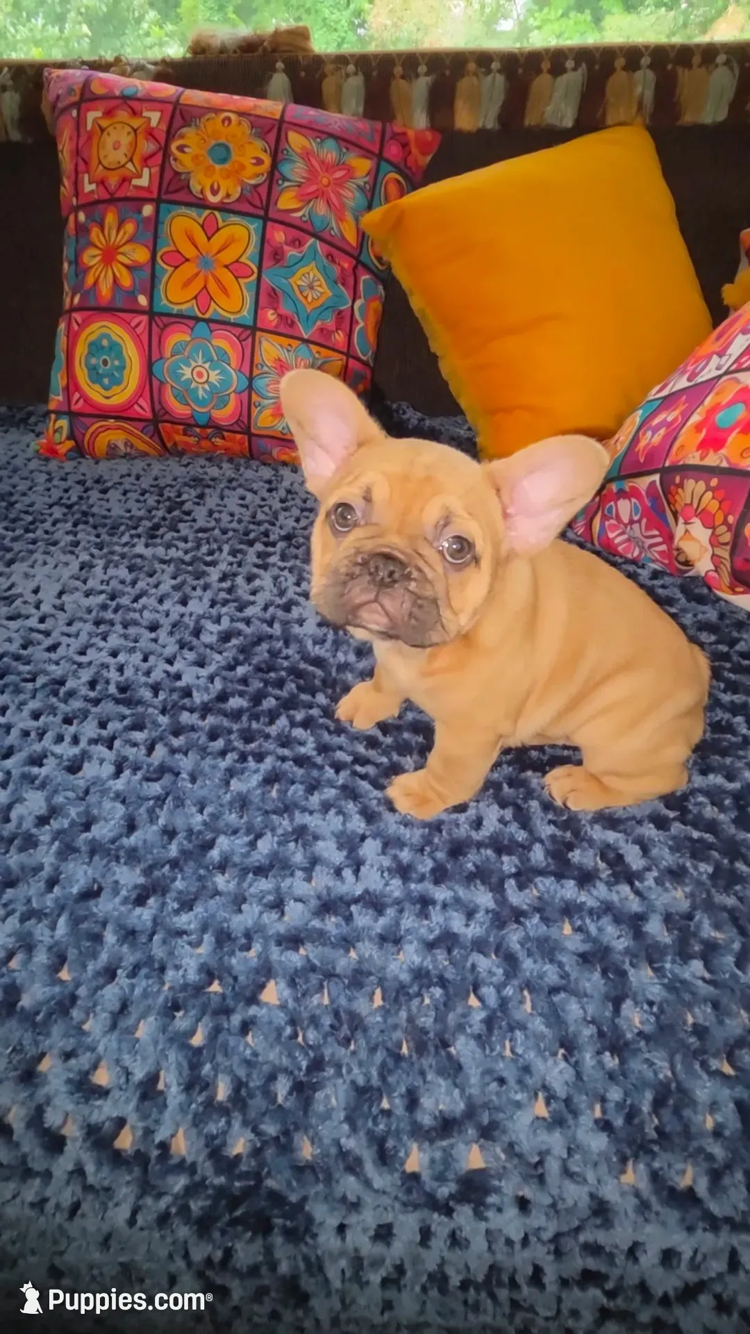 Nova  L/l, a female French Bulldog for sale in Beverly Hills, CA – 1 of 4