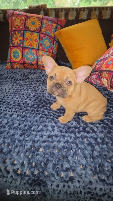 Nova  L/l – French Bulldog puppy for sale in Snellville, GA