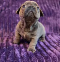 Queen  (Long hair fluffy carrier), a female French Bulldog for sale in Columbus, OH – 3 of 3