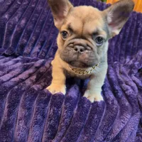 Sway , a male French Bulldog for sale in Beverly Hills, CA – 8 of 9