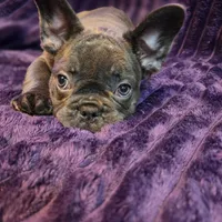 Queen , a female French Bulldog for sale in Atlanta, GA – 6 of 6