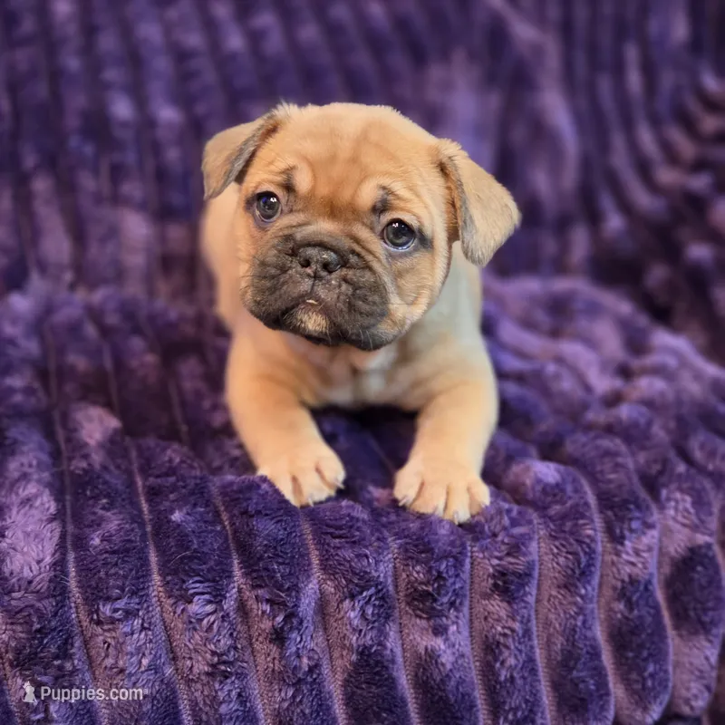 Nova  ( Long hair fluffy carrier) – French Bulldog puppy for sale in Columbus, OH
